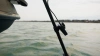Accuphy PingLive Sonar APL от прозводителя ACCUPHY
